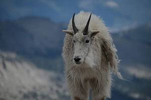 mountain goat 